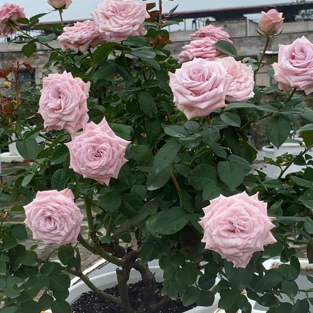 Nuage Ecuador Florist Shrub Rose