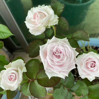 Nuage Ecuador Florist Shrub Rose