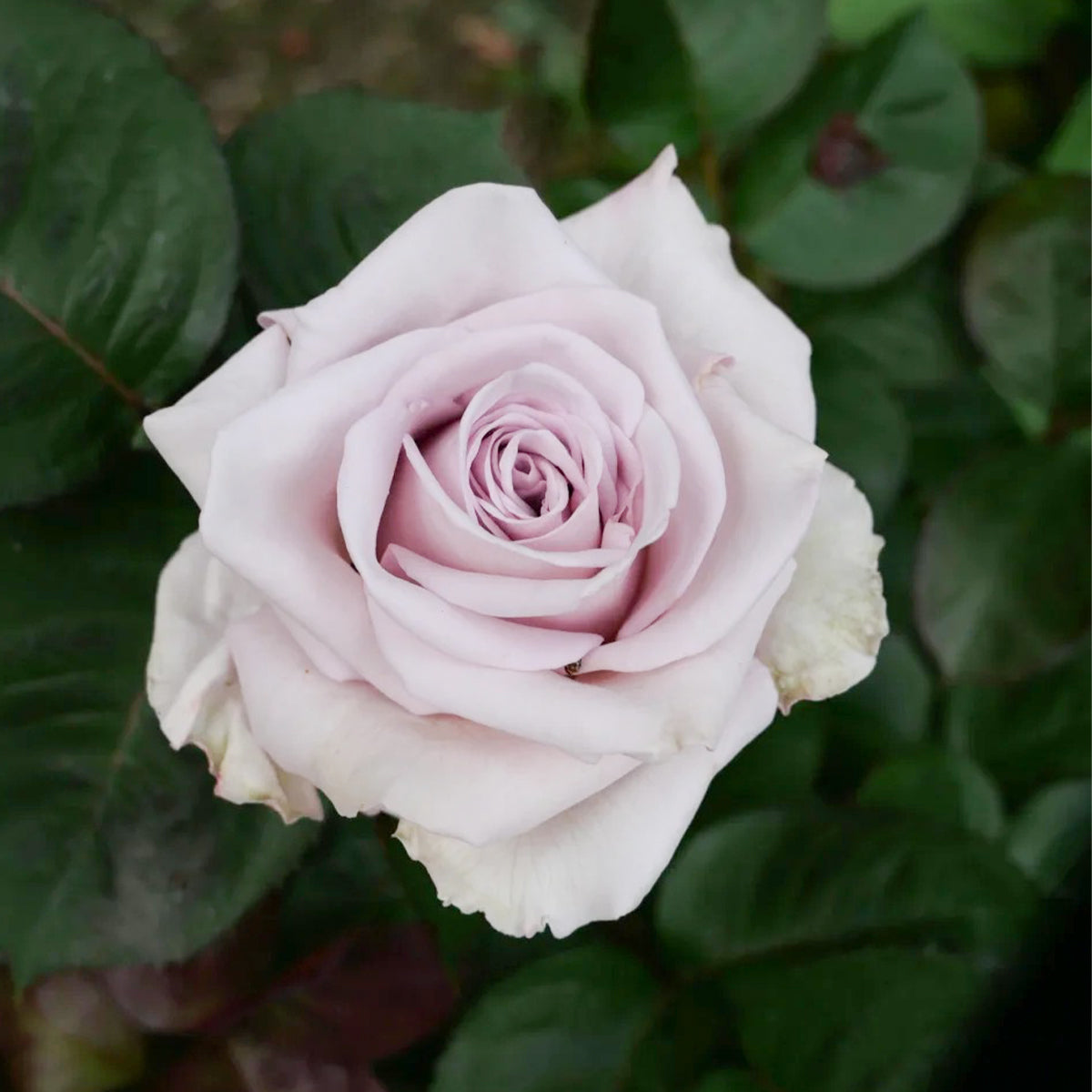 Nuage Ecuador Florist Shrub Rose