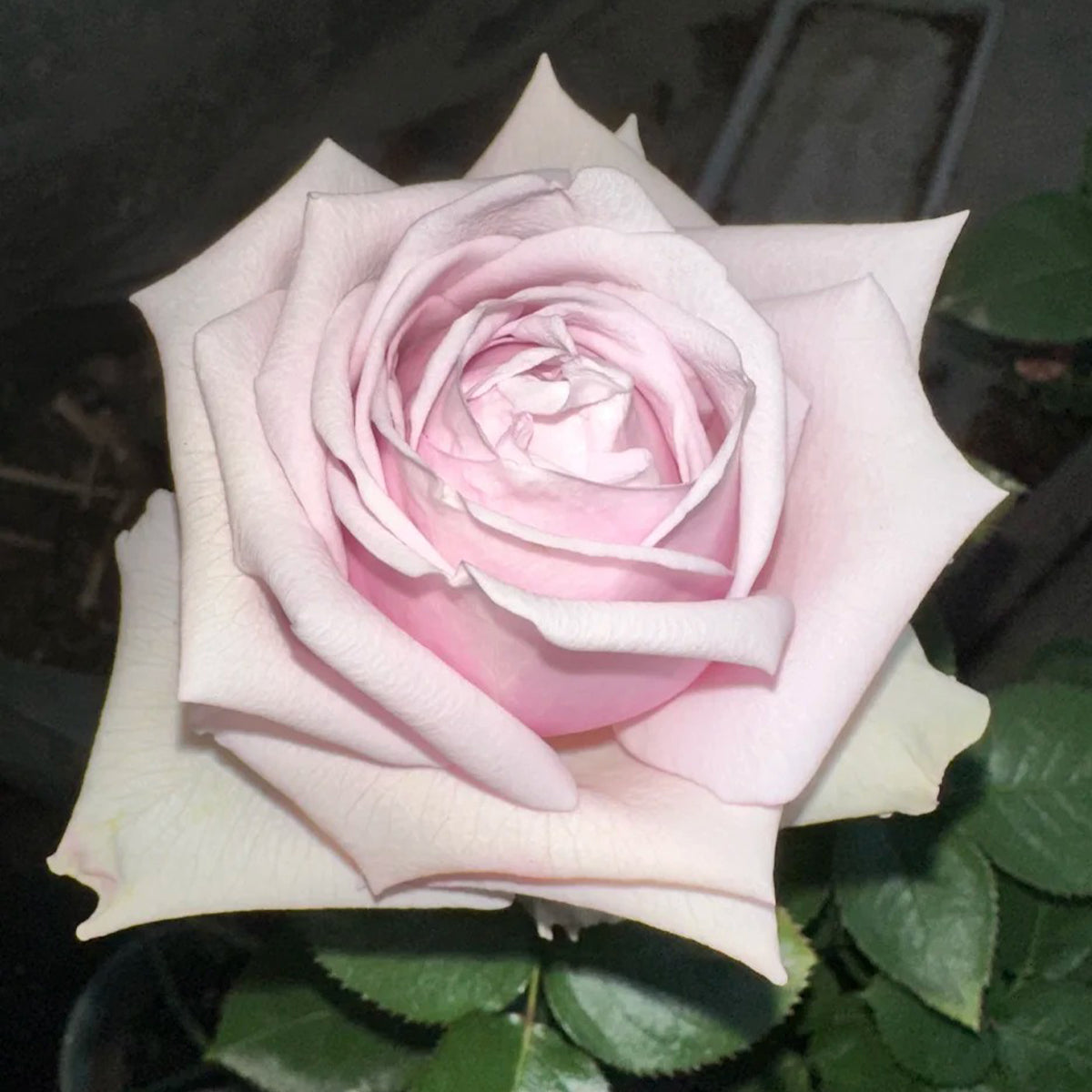 Nuage Ecuador Florist Shrub Rose