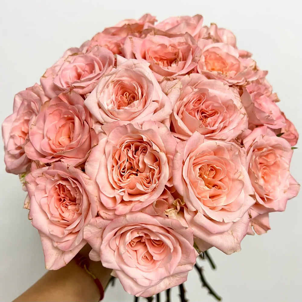 Chinese Jumbo Roses Nuwa Chinese Florist Shrub Rose – Highgarden Roses