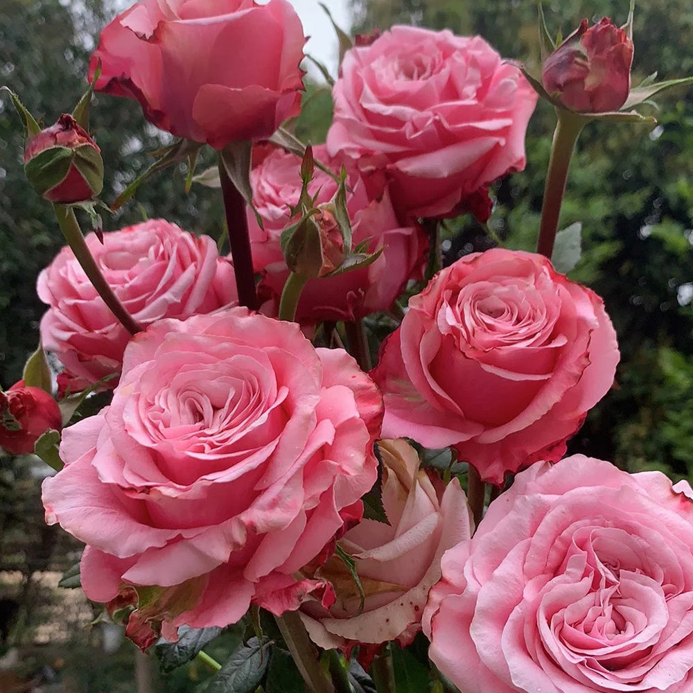 French Florist Shrub Rose Inspired by Ocean Breeze For Sale