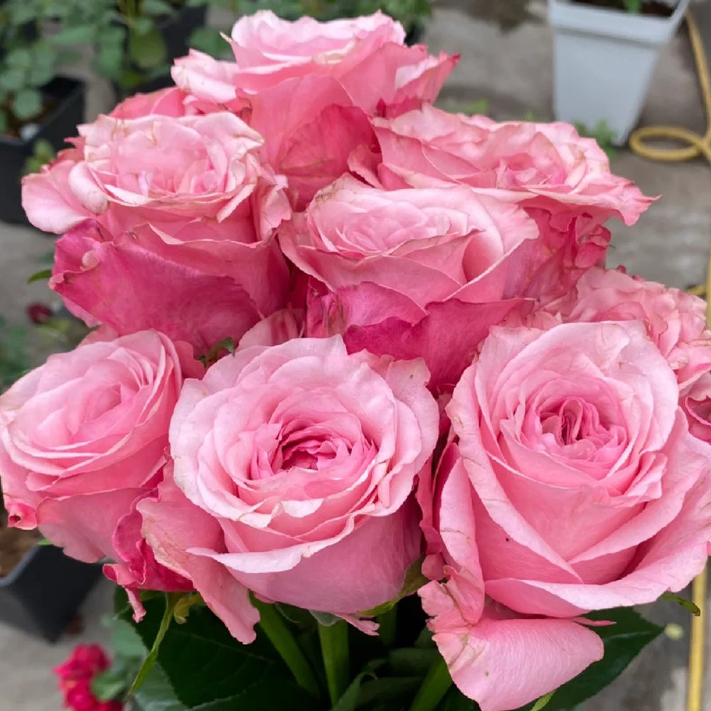 French Florist Shrub Rose Inspired by Ocean Breeze For Sale