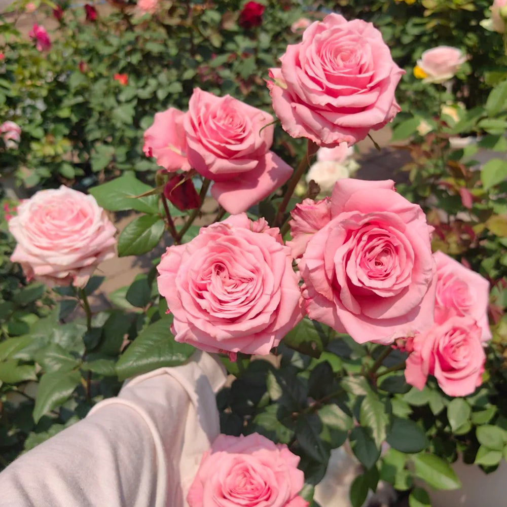 French Florist Shrub Rose Inspired by Ocean Breeze For Sale