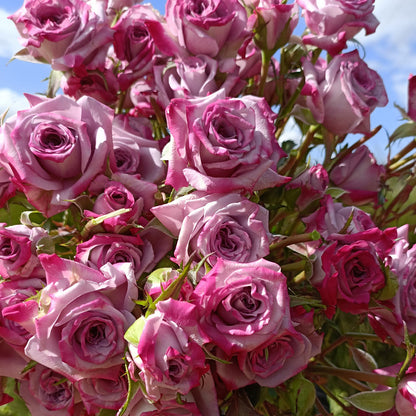 German Florist Shrub Rose Inspired by Ocean Mikado