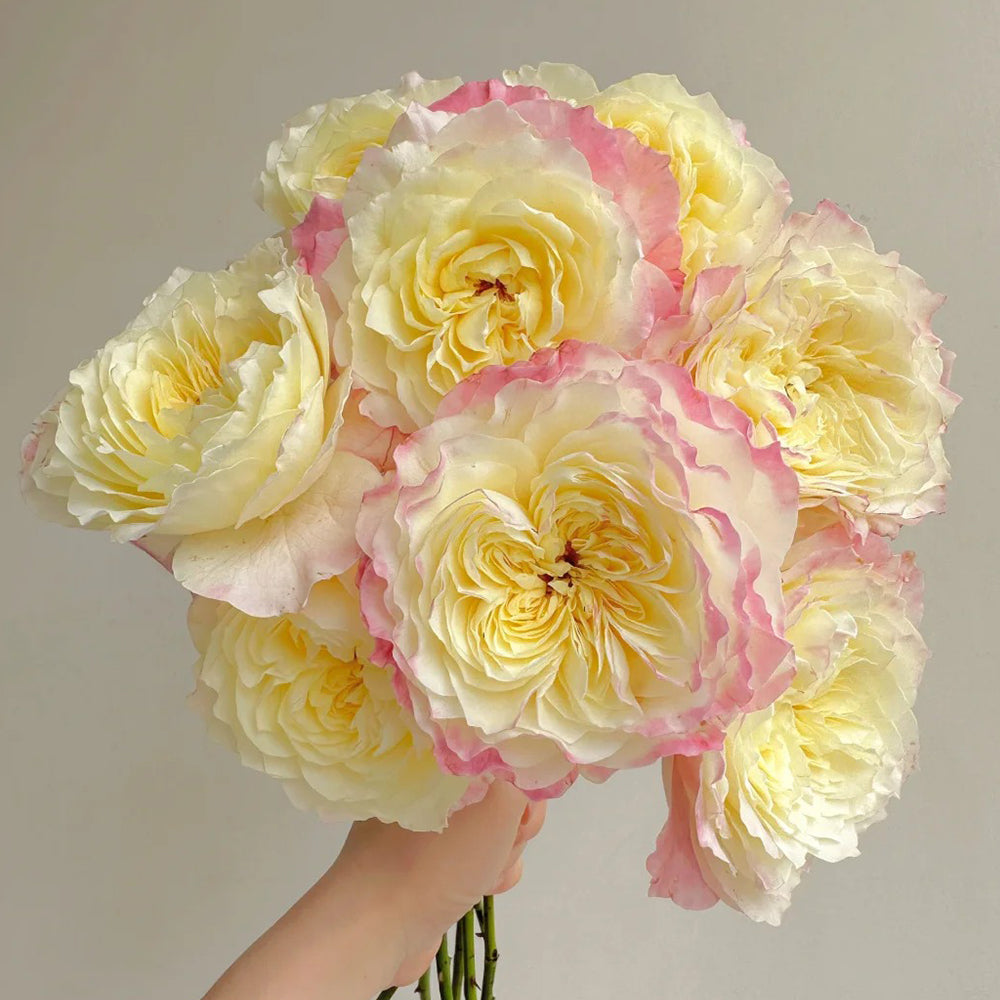 Ombre Blush Chinese Florist Shrub Rose