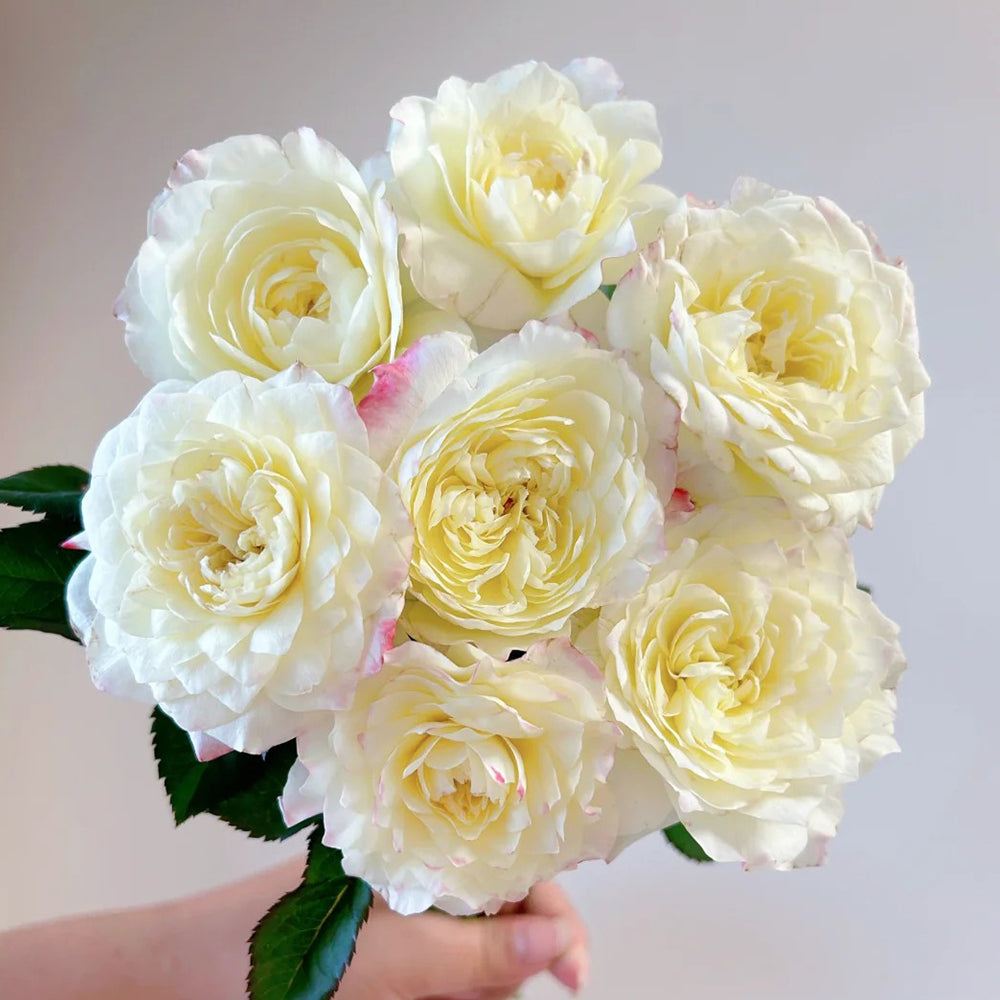 Ombre Blush Chinese Florist Shrub Rose