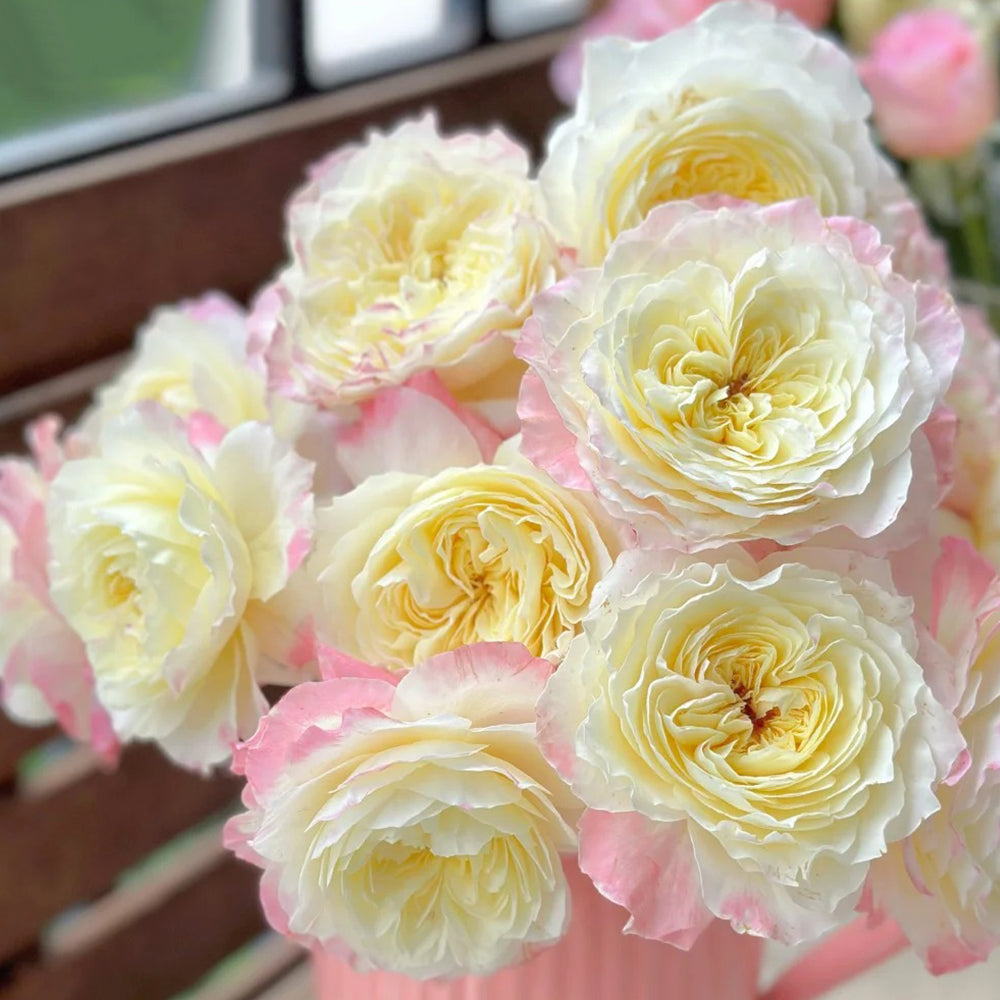 Ombre Blush Chinese Florist Shrub Rose