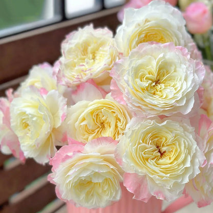 Ombre Blush Chinese Florist Shrub Rose