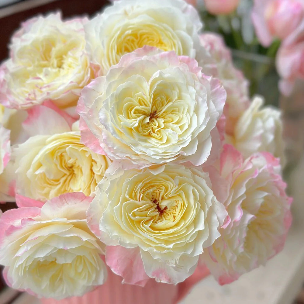 Ombre Blush Chinese Florist Shrub Rose