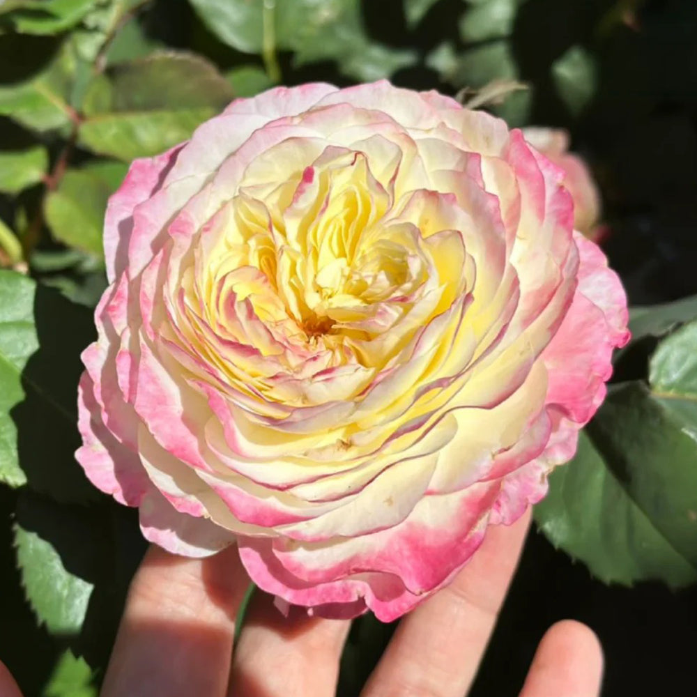 Ombre Blush Chinese Florist Shrub Rose