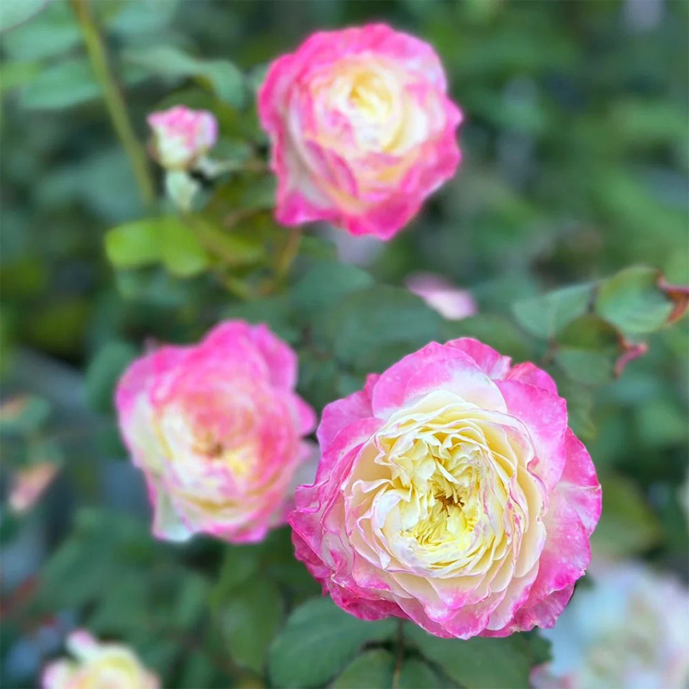 Ombre Blush Chinese Florist Shrub Rose