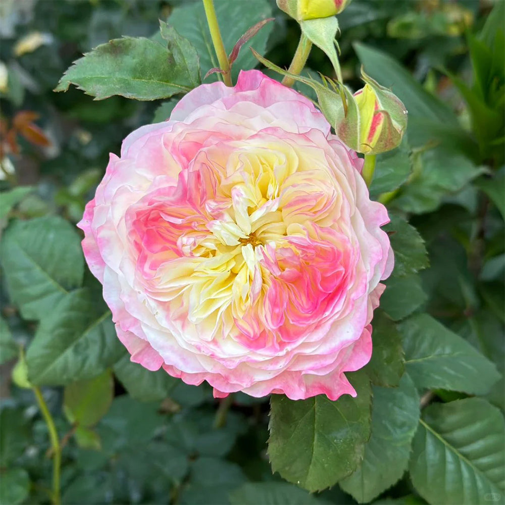Ombre Blush Chinese Florist Shrub Rose