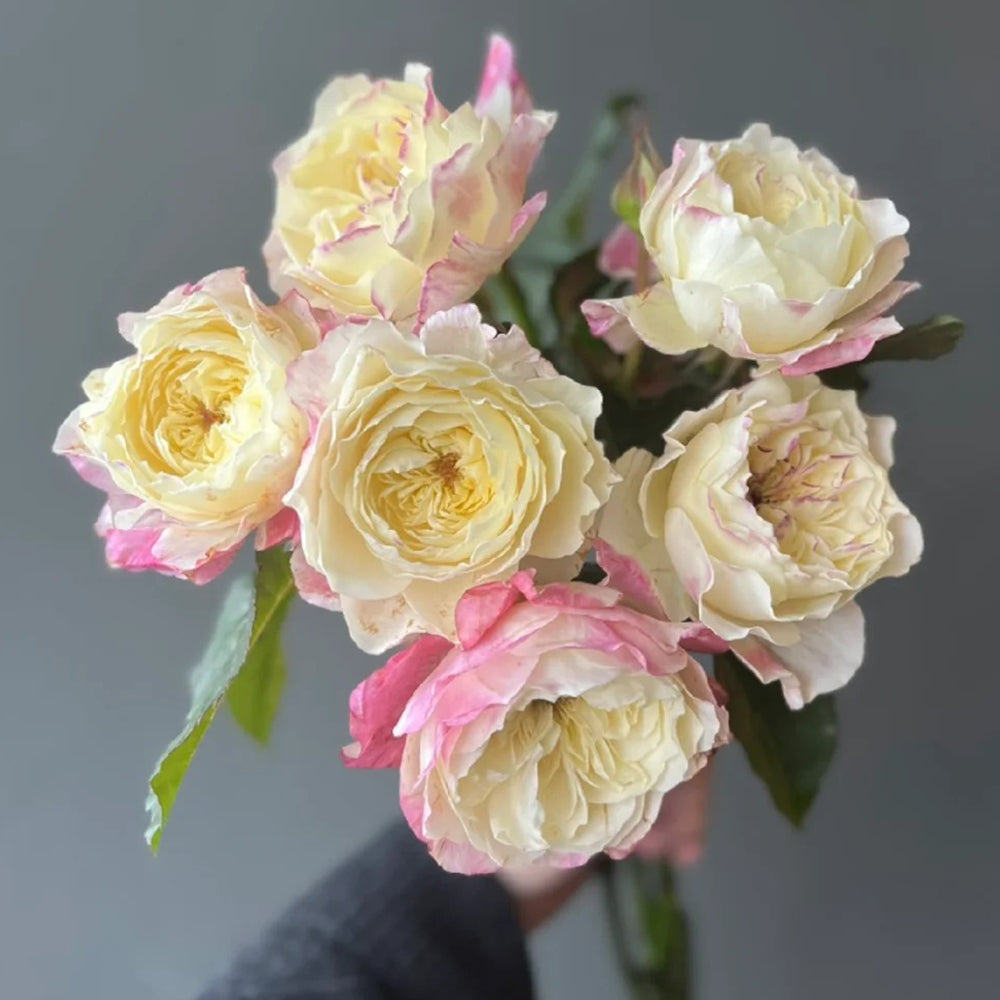 Ombre Blush Chinese Florist Shrub Rose