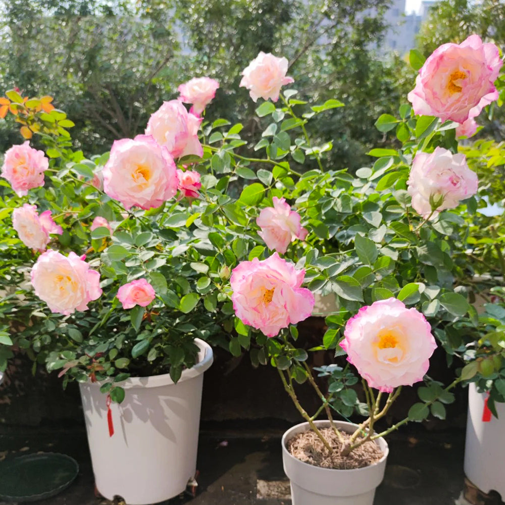 Ombre Blush Chinese Florist Shrub Rose