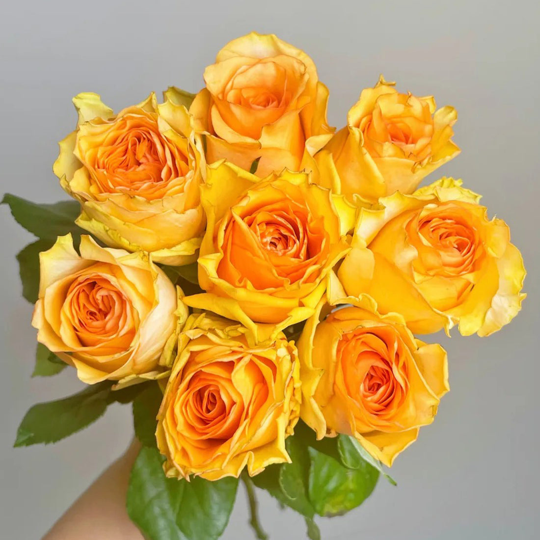 Orange Impression Dutch Florist Shrub Rose