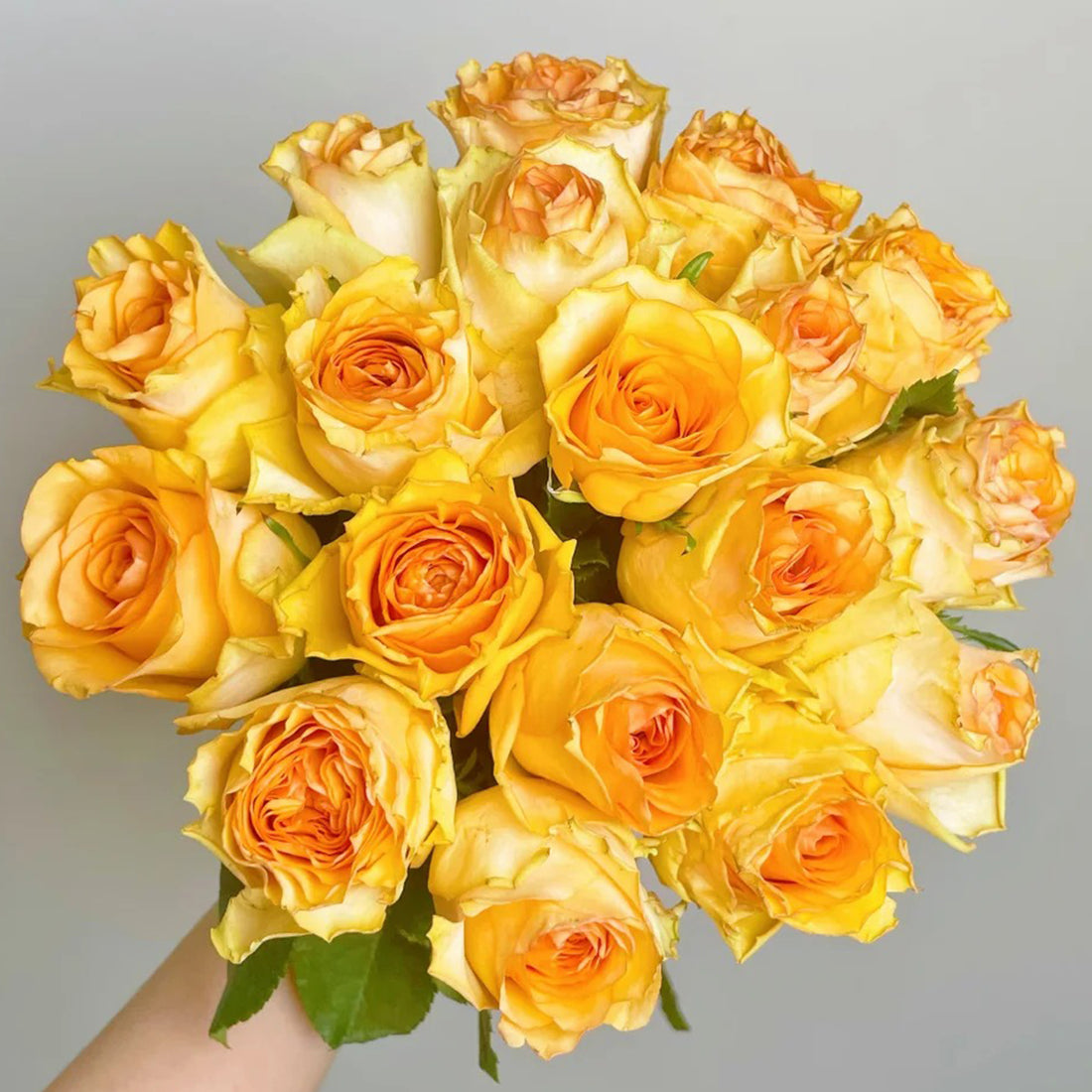 Orange Impression Dutch Florist Shrub Rose
