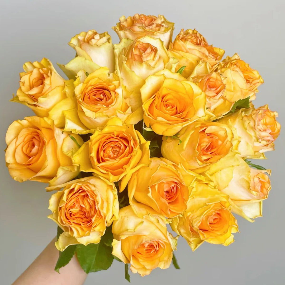 Orange Impression Dutch Florist Shrub Rose