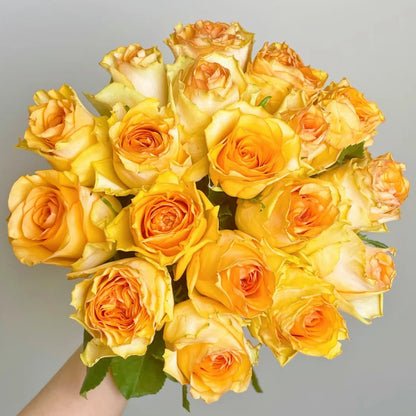 Orange Impression Dutch Florist Shrub Rose