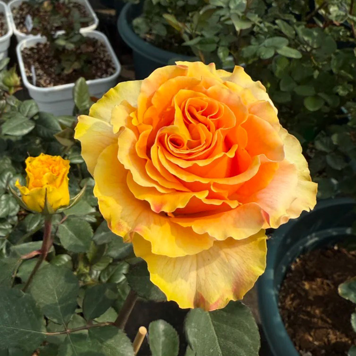 Orange Impression Dutch Florist Shrub Rose