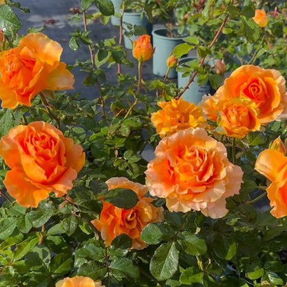Orange Impression Dutch Florist Shrub Rose