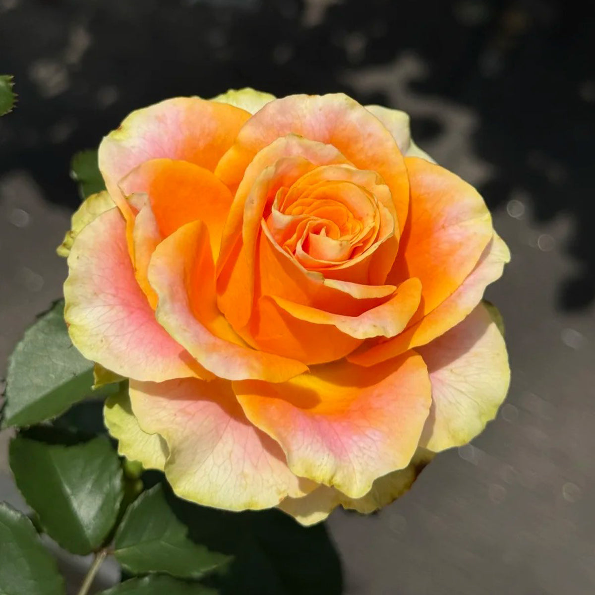 Orange Impression Dutch Florist Shrub Rose