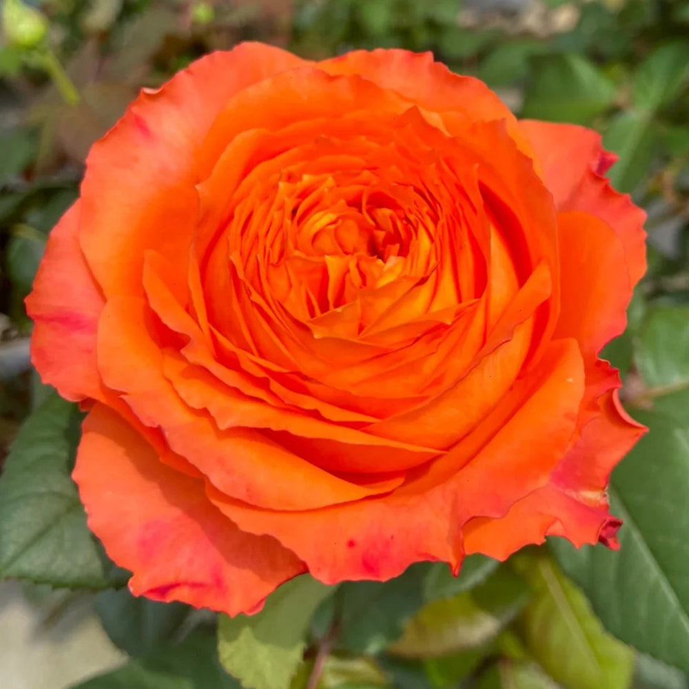 Orange Romantica French Florist Shrub Rose