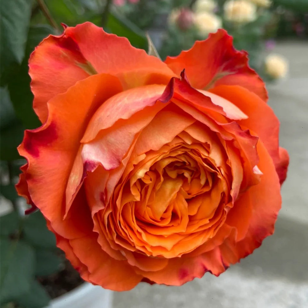 Orange Romantica French Florist Shrub Rose – Highgarden Roses