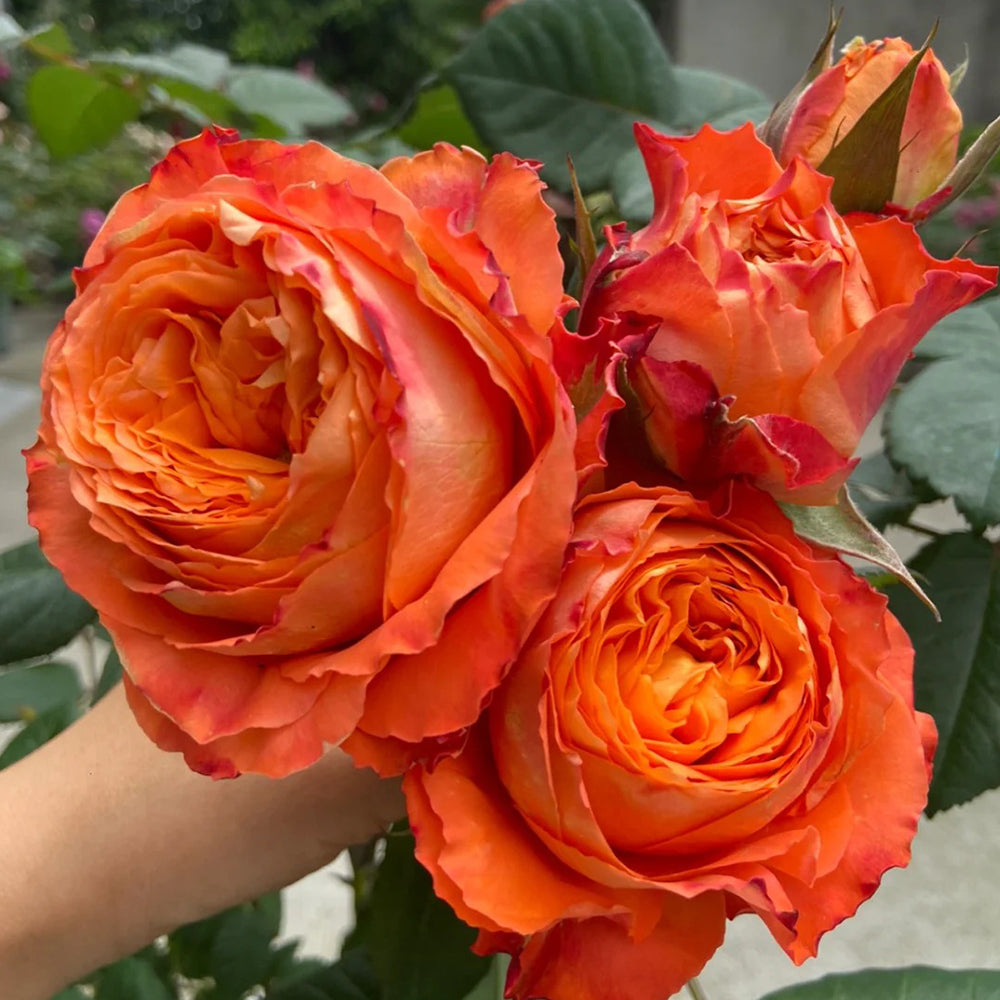 Orange Romantica French Florist Shrub Rose