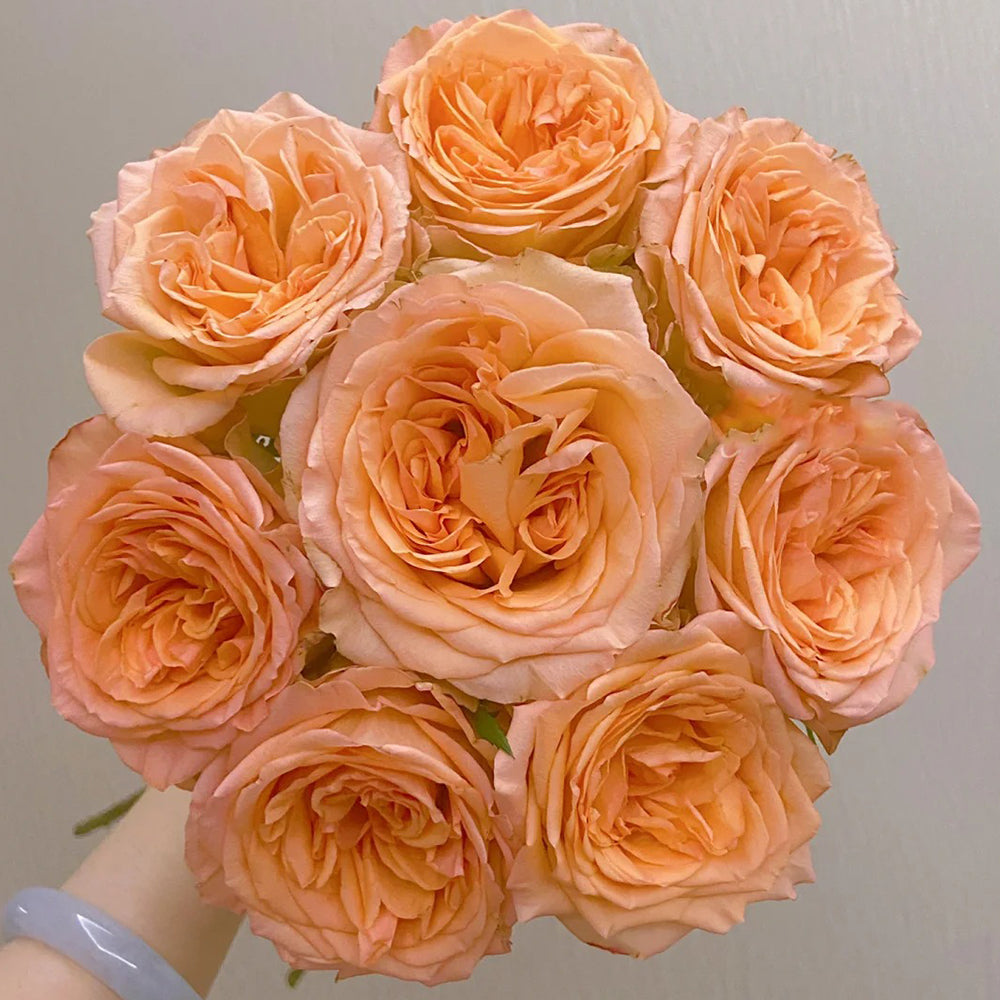 Orange Romantica French Florist Shrub Rose – Highgarden Roses