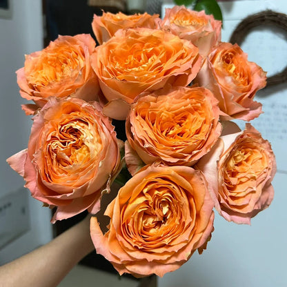 Orange Romantica French Florist Shrub Rose