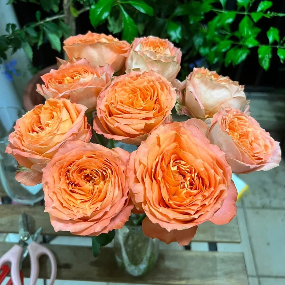Orange Romantica French Florist Shrub Rose – Highgarden Roses