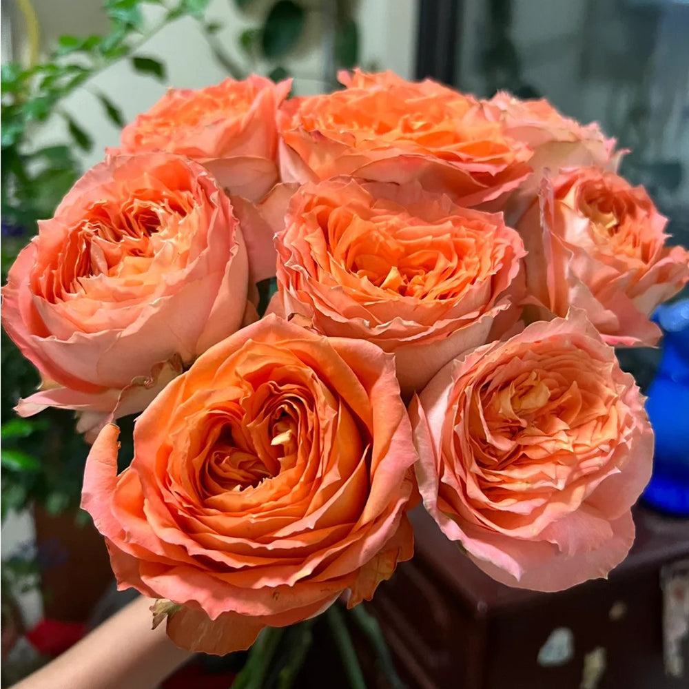 Orange Romantica French Florist Shrub Rose – Highgarden Roses