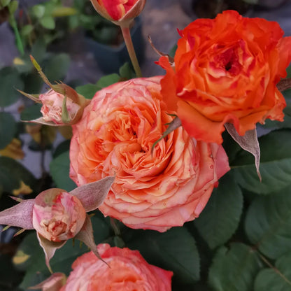 Orange Romantica French Florist Shrub Rose