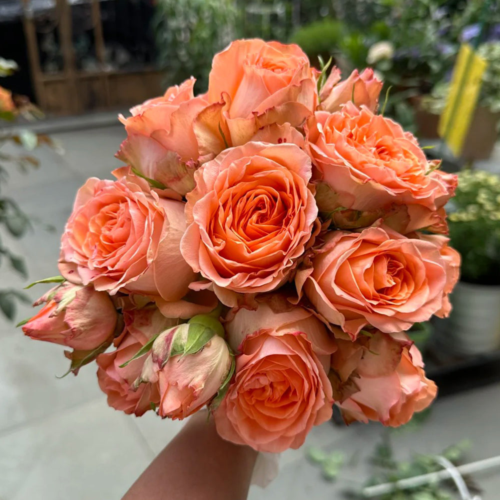 ゆき＠　バラ苗 挿し苗 Orange romantica Orange Romantica French Florist Shrub Rose – Highgarden Roses