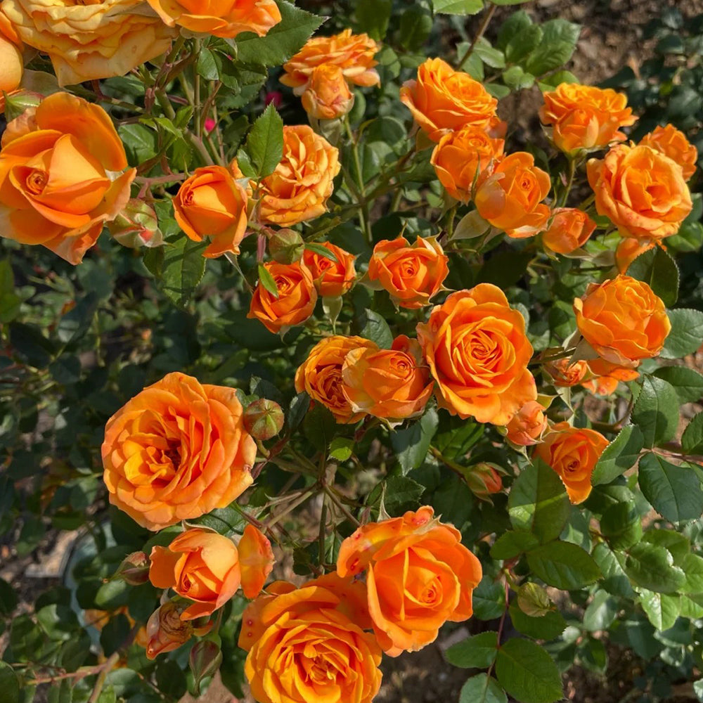 Orange Romantica French Florist Shrub Rose