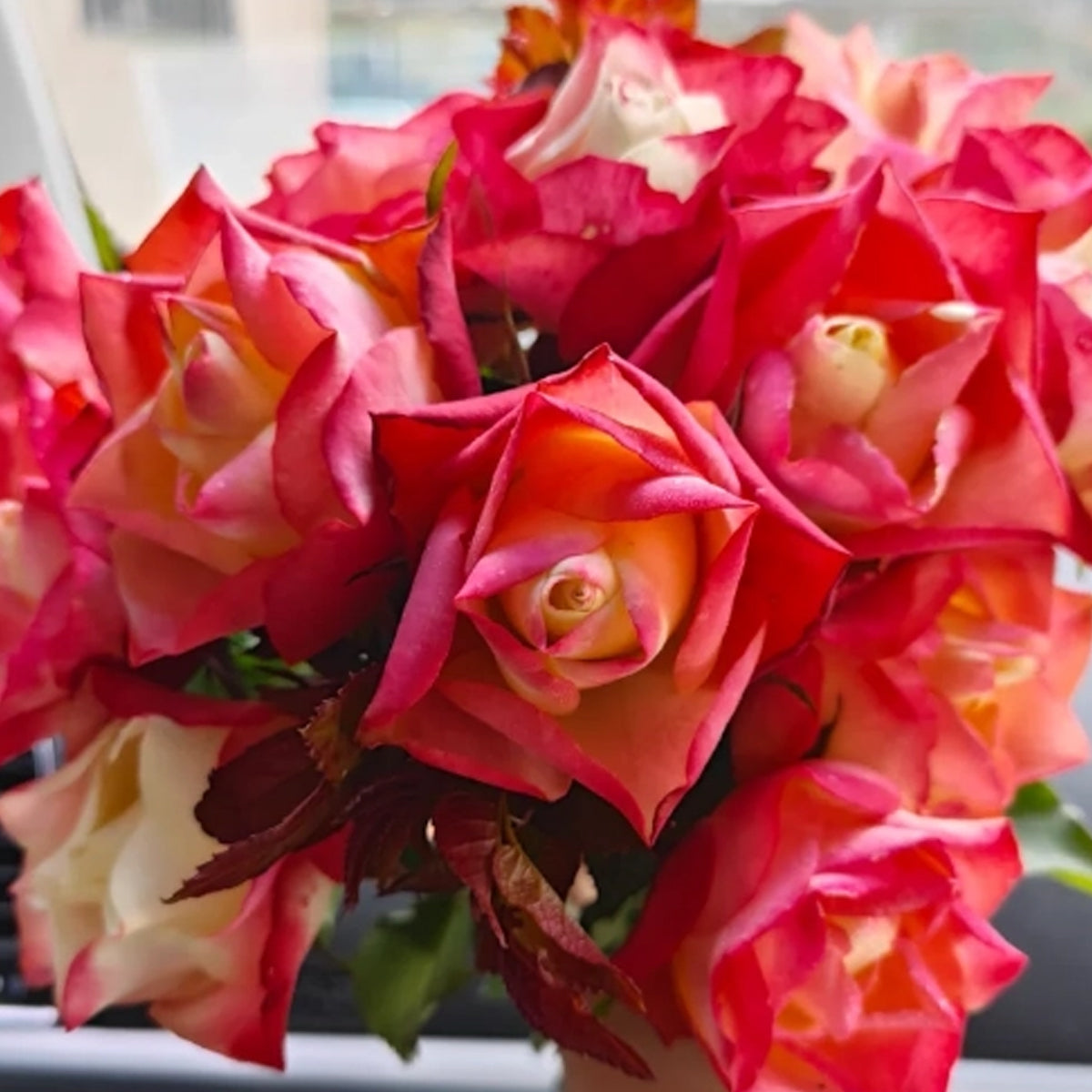 Origami French Florist Shrub Rose