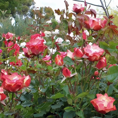 Origami French Florist Shrub Rose