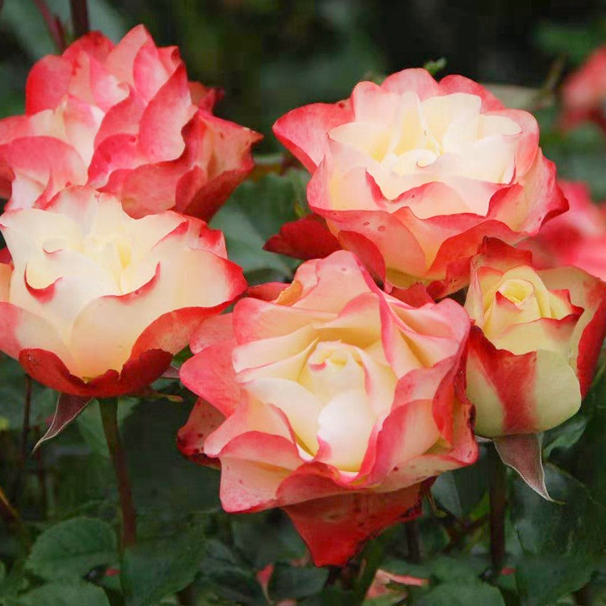 Origami French Florist Shrub Rose