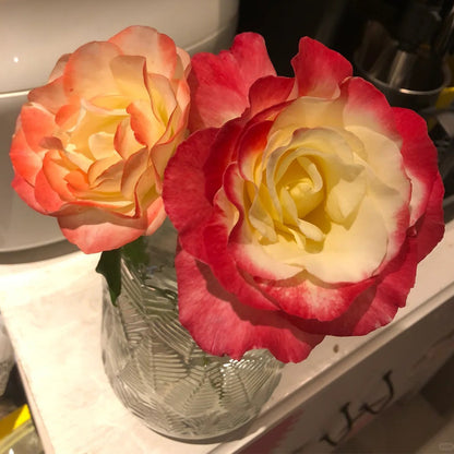Origami French Florist Shrub Rose