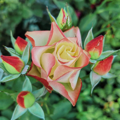 Origami French Florist Shrub Rose