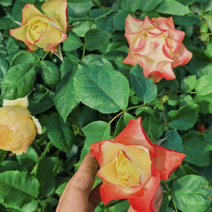 Origami French Florist Shrub Rose