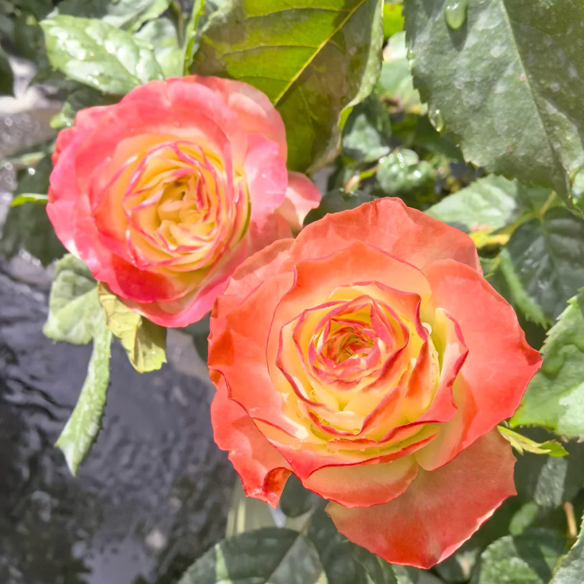 Origami French Florist Shrub Rose