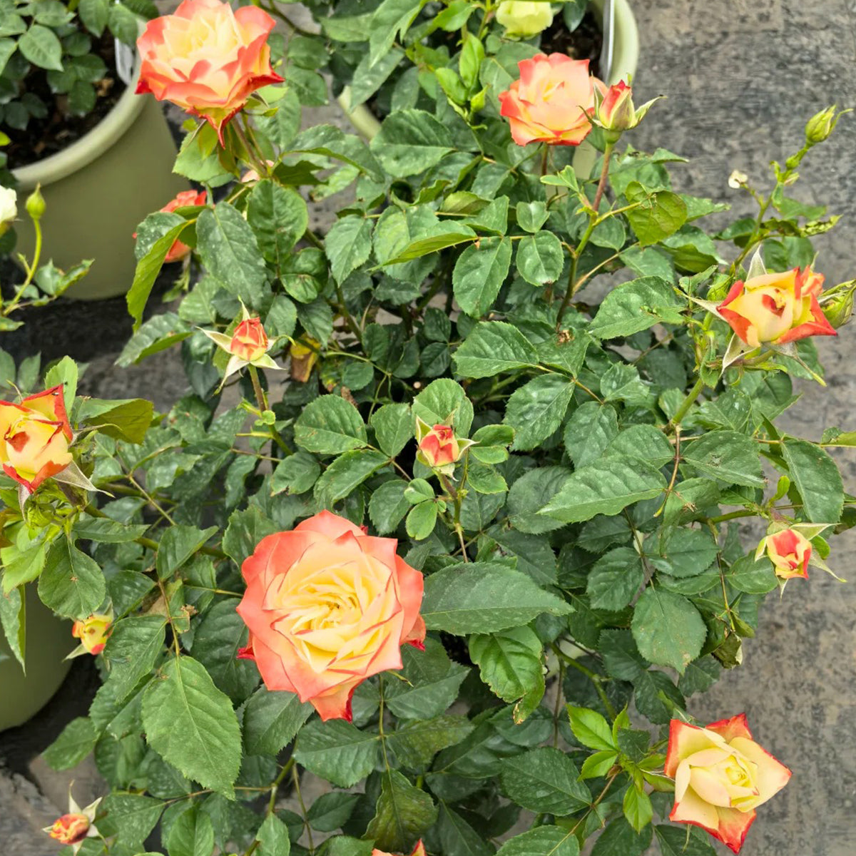 Origami French Florist Shrub Rose