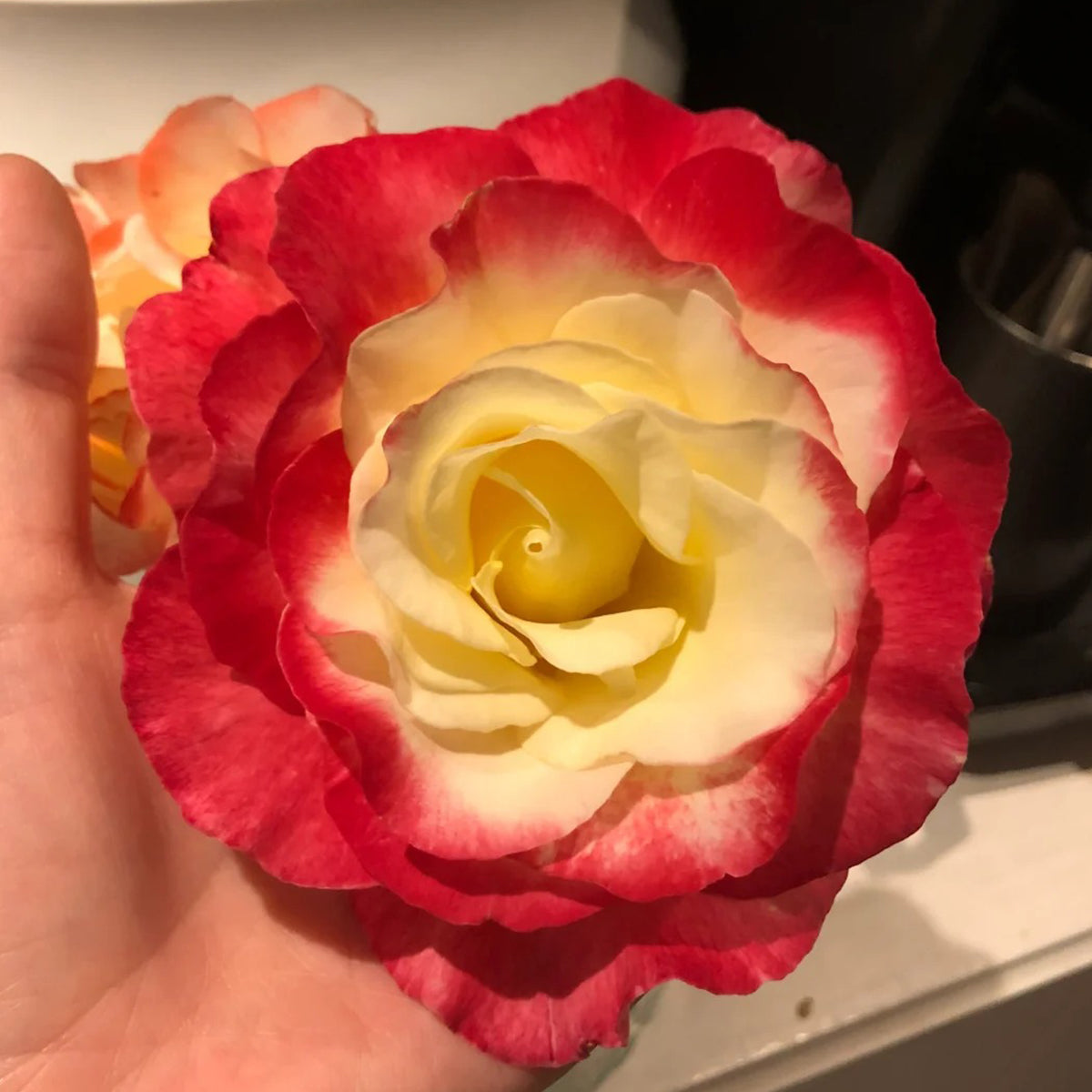 Origami French Florist Shrub Rose