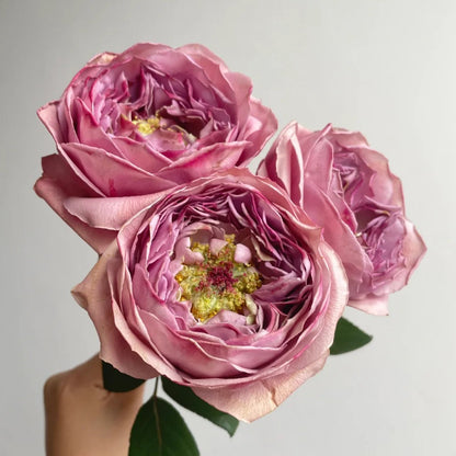 Pablo Vase Japanese Florist Shrub Rose