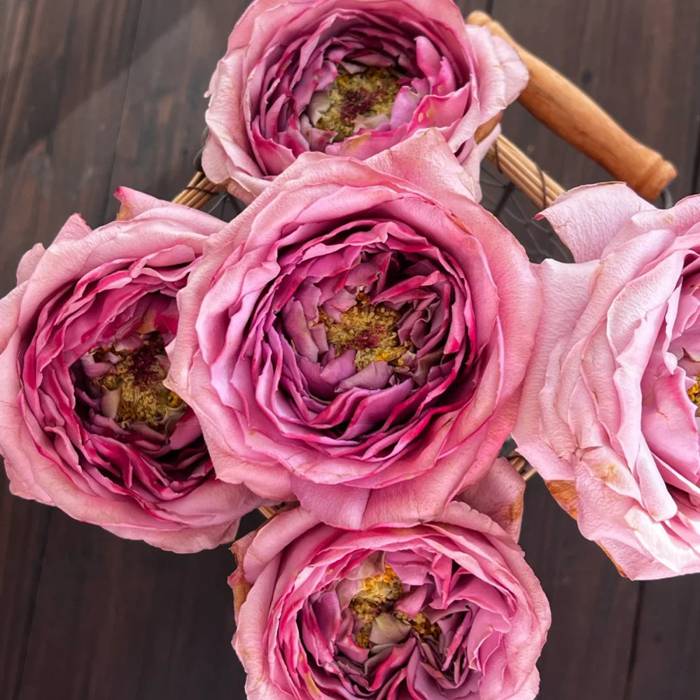 Pablo Vase Japanese Florist Shrub Rose