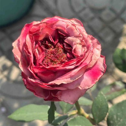 Pablo Vase Japanese Florist Shrub Rose