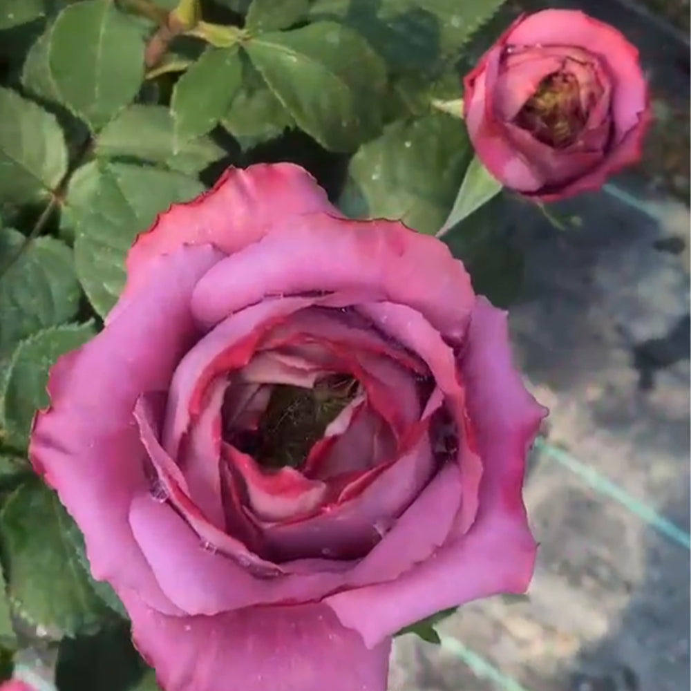 Pablo Vase Japanese Florist Shrub Rose