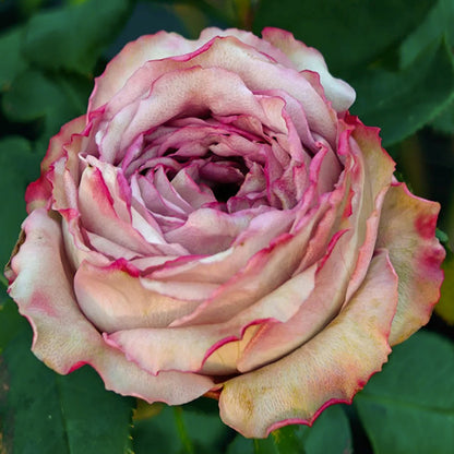 Pablo Vase Japanese Florist Shrub Rose